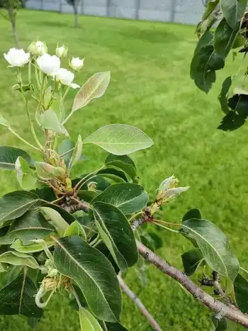 Молода груша на фоні газона