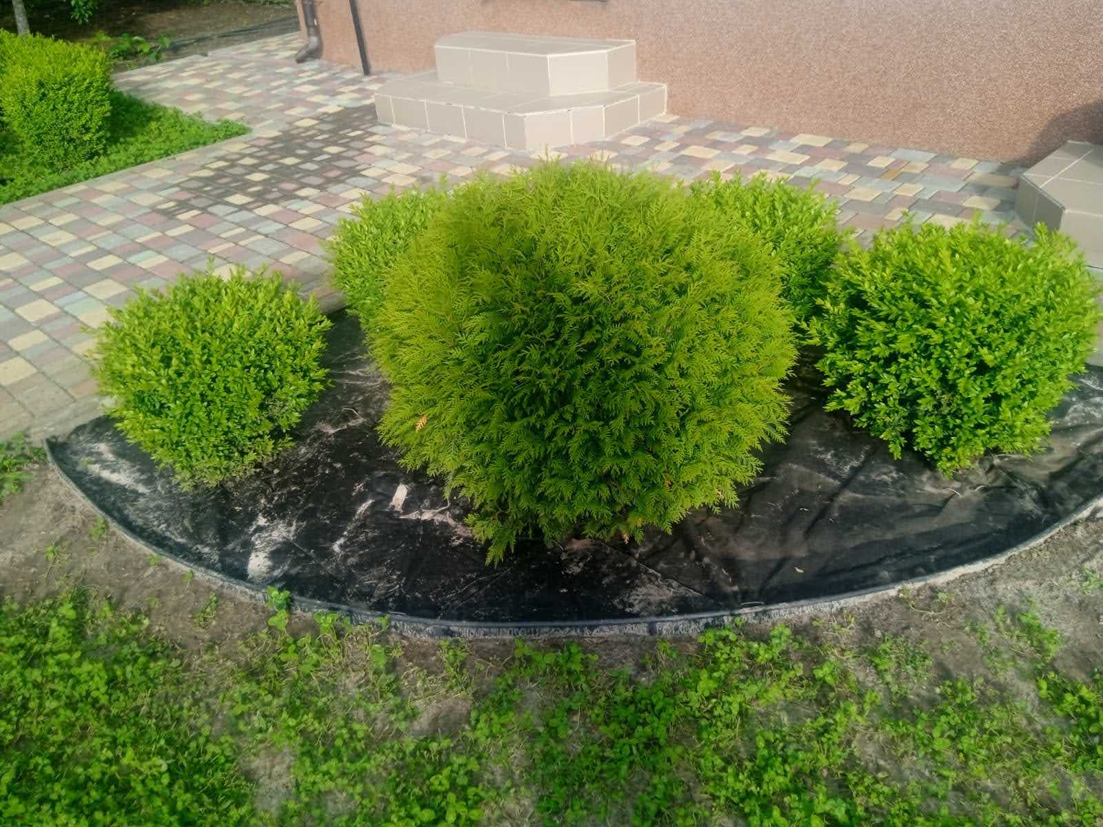 Шароподібна туя